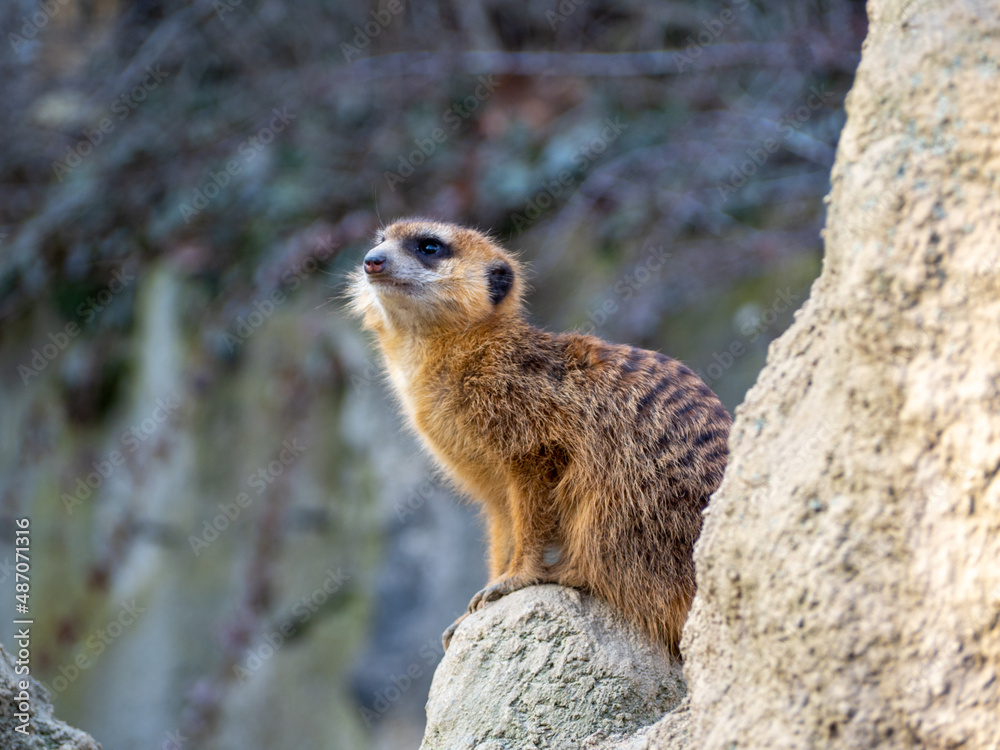 Fototapeta premium Meerkat family basking in the sun.