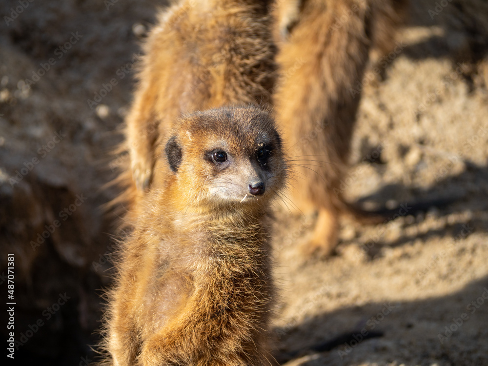 Fototapeta premium Meerkat family basking in the sun.