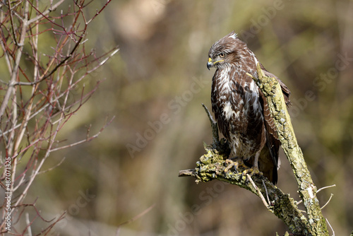 Common buzzard // Mäusebussard (Buteo buteo) photo