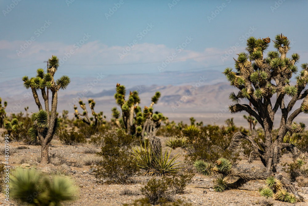 Scenery with a view of the desert and cactus in the west of the U.S., northwest of Las Vegas, Nevada