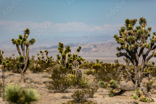 Scenery with a view of the desert and cactus in the west of the U.S., northwest of Las Vegas, Nevada