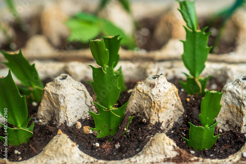 Картината върху платно Propagation of Christmas Cactus in egg carton