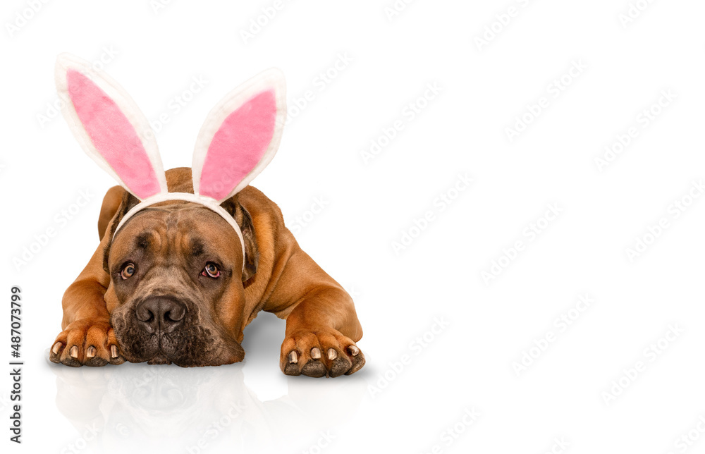 Dog Cane Сorso wearing Easter bunny ears.