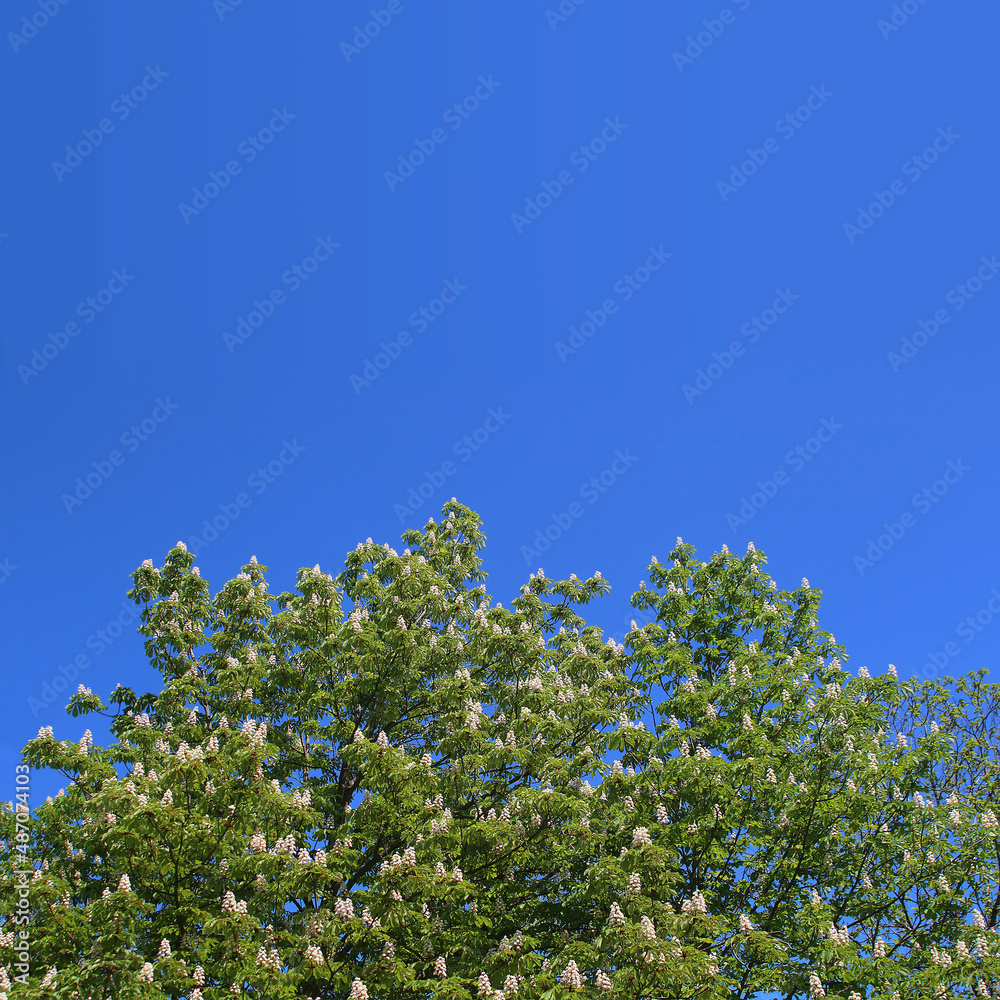 White flowering buckeye or horse chestnut (Aesculus hippocastanum) branches against deep blue blue spring sky (South Germany)