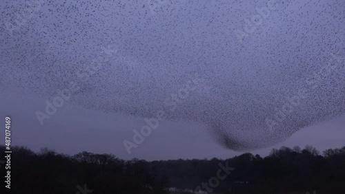 Birds flying in large formation in the evening sky as starling murmuration fills the evening sunset England UK 4K photo