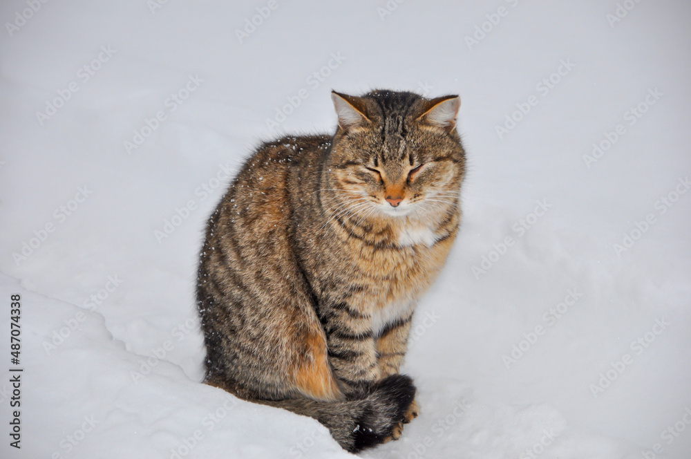 street tabby cat has closed his eyes, sitting on clean snow.