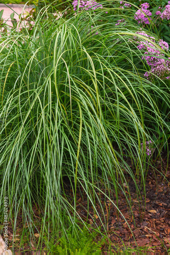 Sedge, curex, decorative garden grass