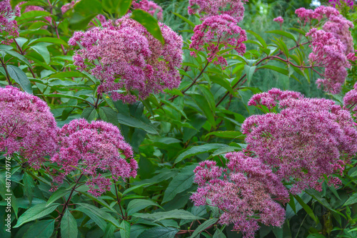 Lush flowering bushes of Posconica, eupatorium
