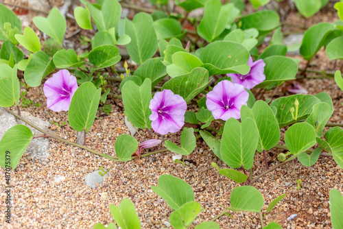 Ipomoea Pes-caprae growth across the beach