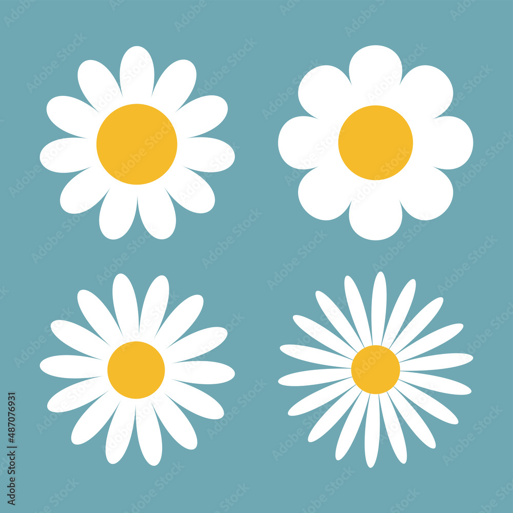 Fototapeta premium Camomile daisy set. Four white chamomile icon. Cute round flower plant collection. Love card symbol. Growing concept. Flat design. Isolated. Blue background.