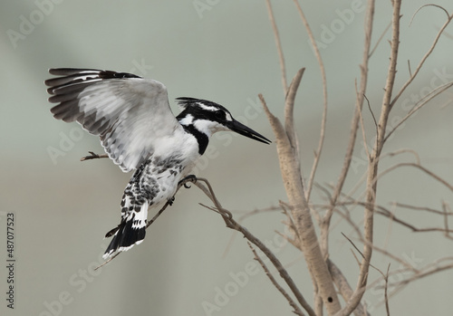 Pied Kingfisher trying to perch on a twig, at Asker marsh, Bahrain photo