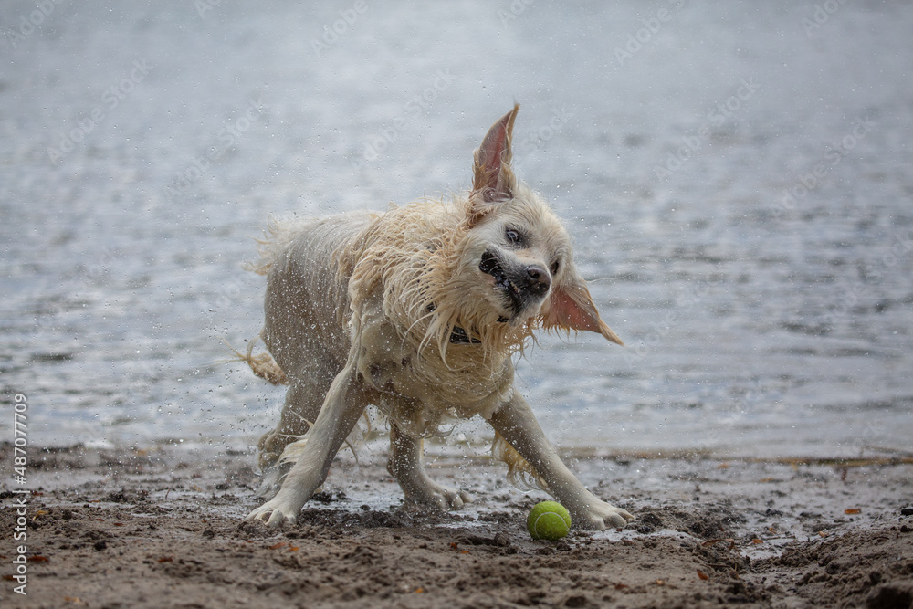 Funny golden retriever look while shaking off water on the beach. Dogs having fun Funny golden retriever look while shaking off water on the beach. Dogs having fun