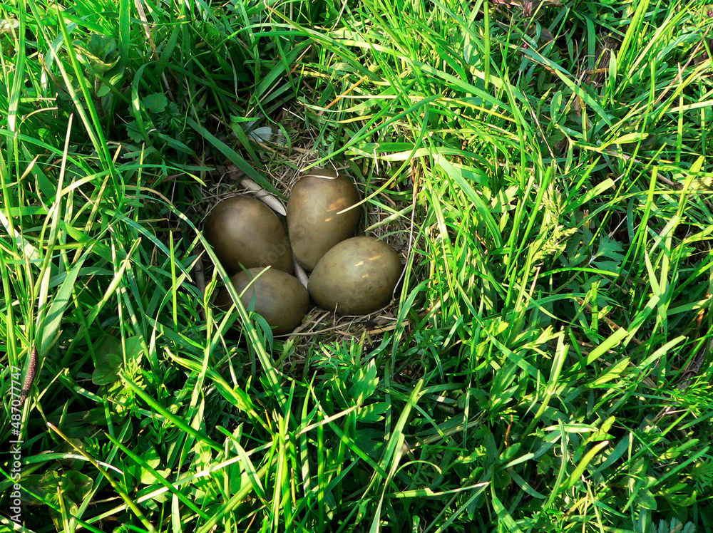 Black-tailed godwit nest in a mixed colony of waders on a meadow. Black-tailed godwit nest in a mixed colony of waders on a meadow.