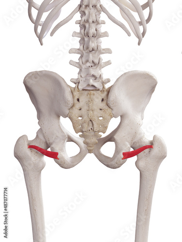 Bild auf Leinwand 3d rendered medically accurate muscle illustration of the inferior gemellus