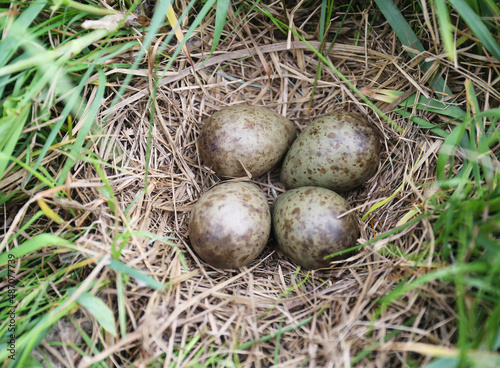 Black-tailed godwit nest in a mixed colony of waders on a meadow.
