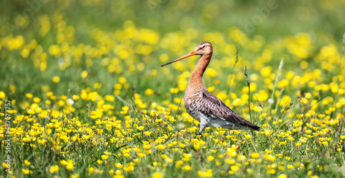 Black-tailed godwit in a mixed colony of waders on a meadow. 