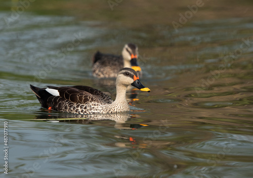 Canvas Print Indian spot-billed ducks at Bhigwan bird sanctuary, India