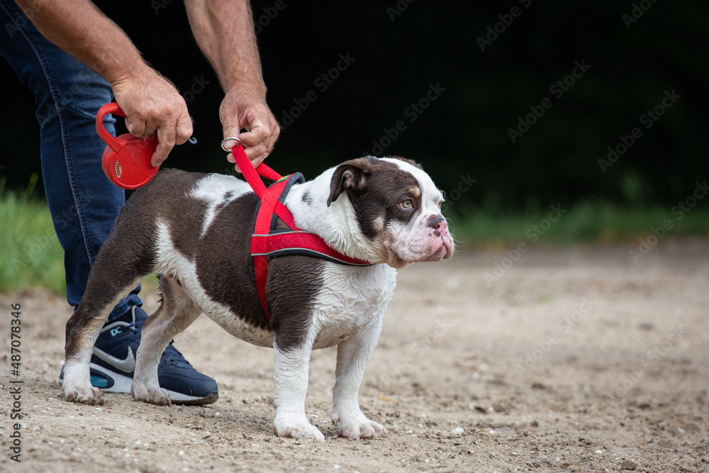 Man clipping on leash at bulldog harness. Dogs wearing lead. dog walking