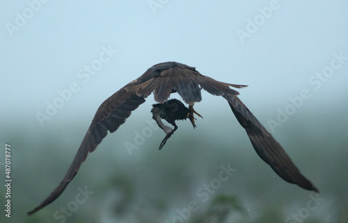 Eurasian Marsh harrier with a coot chick kill at Bhigwan bird sanctuary, Maharashtra photo