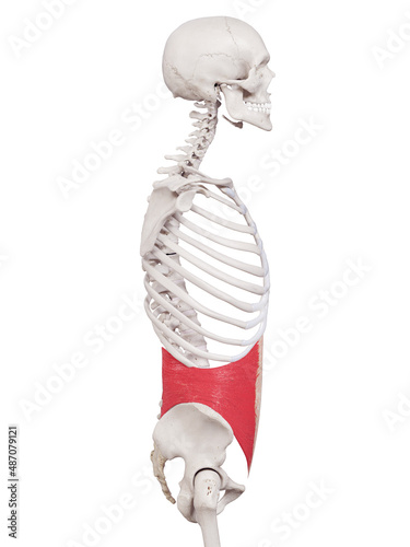 Photos 3d rendered medically accurate muscle illustration of the internal oblique