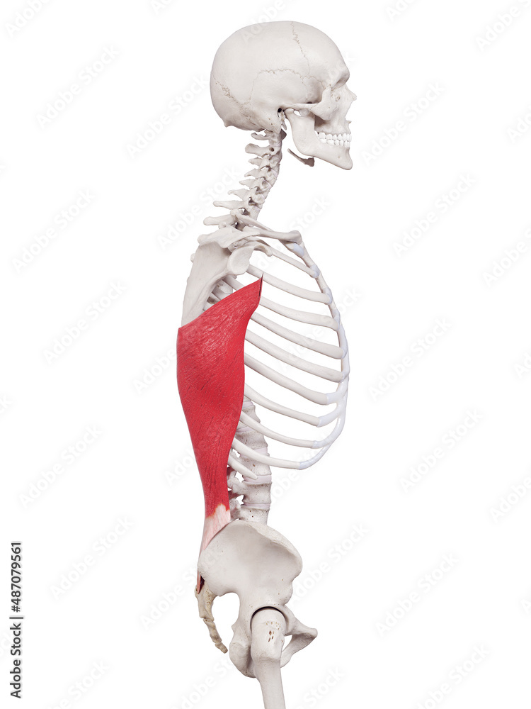 3d rendered medically accurate muscle illustration of the latissimus dorsi