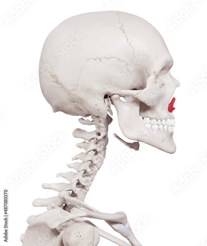 3d rendered medically accurate muscle illustration of the nasalis alar