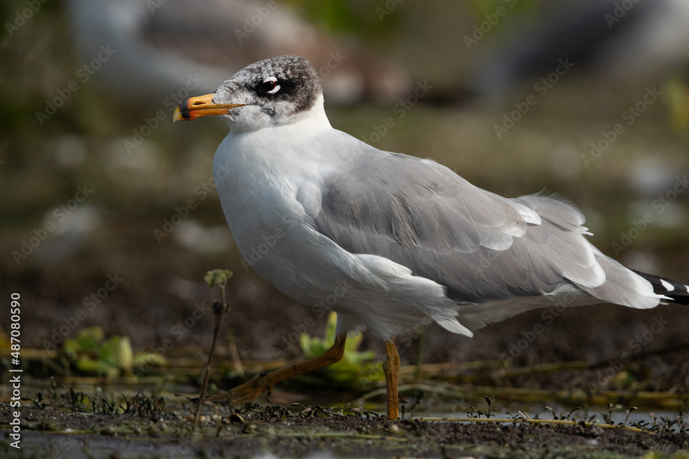 Closeup of a Great black-headed gull at Bhigwan bird sanctuary, India
