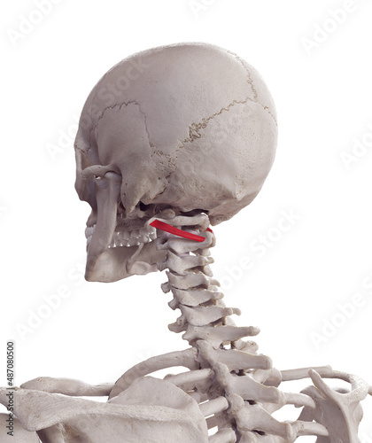 Φωτογραφία 3d rendered medically accurate muscle illustration of the obliquus inferior capi