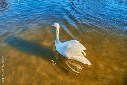 Fototapeta Naklejka Na Ścianę i Meble -  Swan on the summer lake in Kaliningrad.