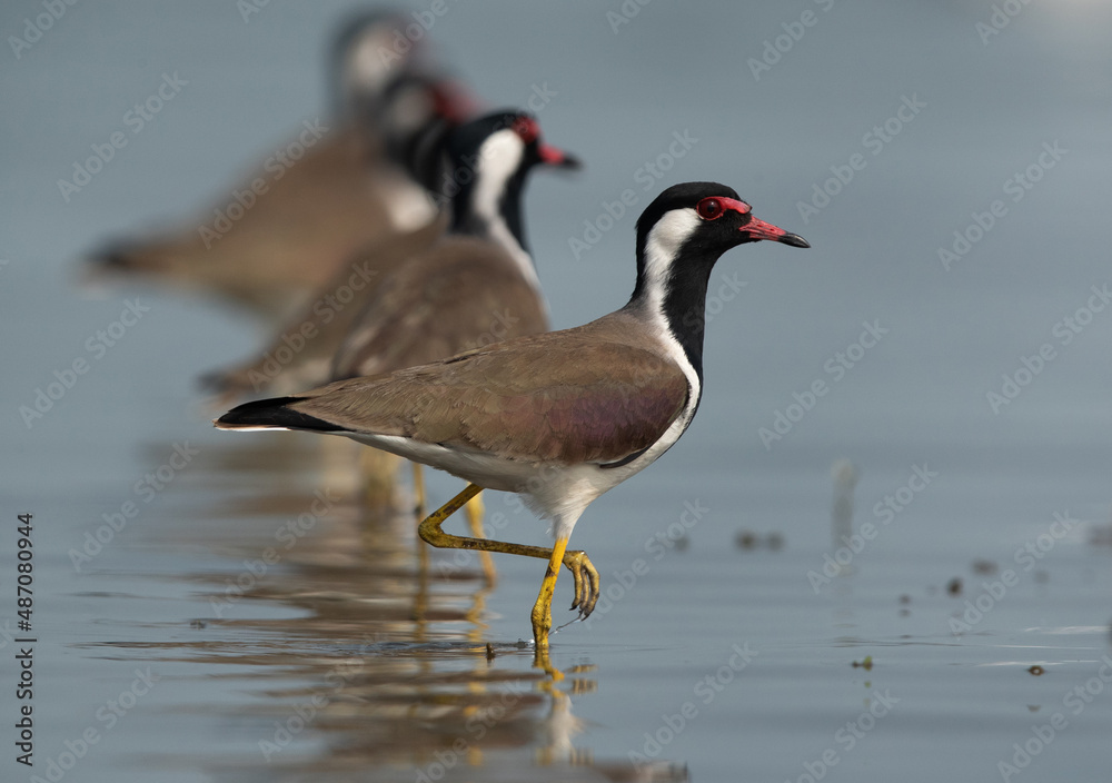 Red-wattled Lapwings standing in a row at Bhigwan bird sanctuary Maharashtra Red-wattled Lapwings standing in a row at Bhigwan bird sanctuary Maharashtra