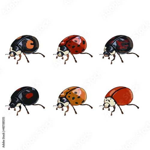 Set of ladybugs isolated on white background.