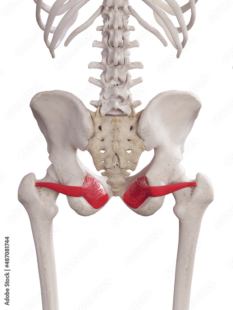 Obturator Internus Muscle