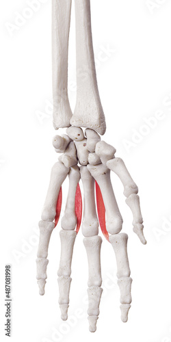 3d rendered medically accurate muscle illustration of the palmar interosseous