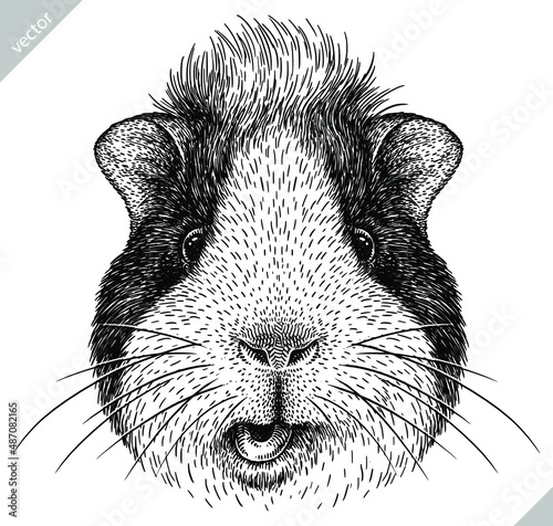 black and white engrave isolated guinea pig vector illustration