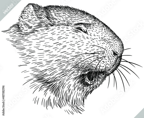 black and white engrave isolated guinea pig vector illustration