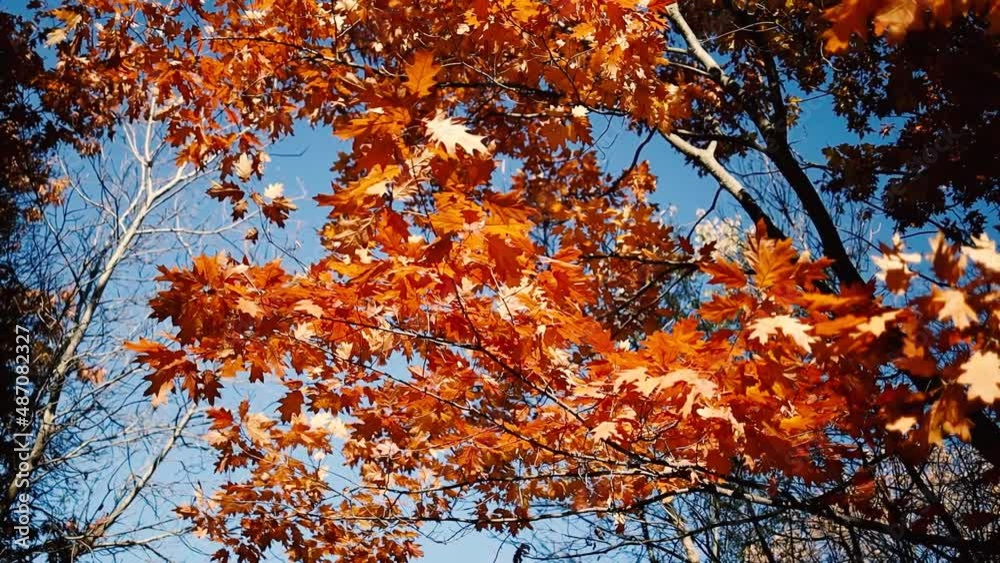 Beautiful trees with autumn leaves in the wind at sunrise in a city park. Nature background with autumn foliage Beautiful trees with autumn leaves in the wind at sunrise in a city park. Nature background with autumn foliage