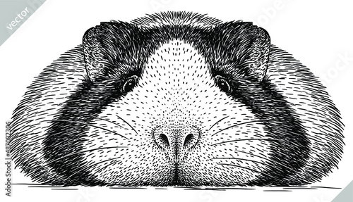 black and white engrave isolated guinea pig vector illustration