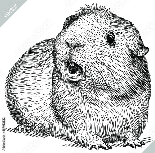 black and white engrave isolated guinea pig vector illustration