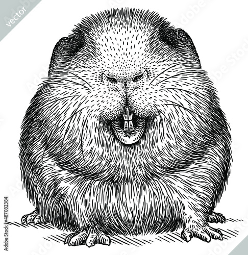 black and white engrave isolated guinea pig vector illustration
