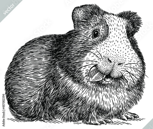 black and white engrave isolated guinea pig vector illustration
