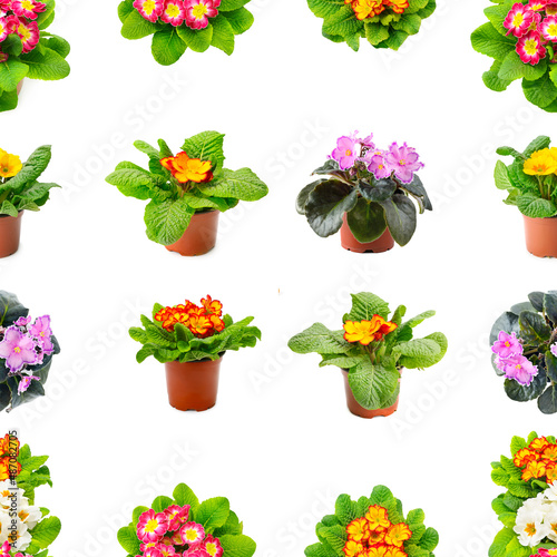 Seamless pattern bright fresh violets isolated on white