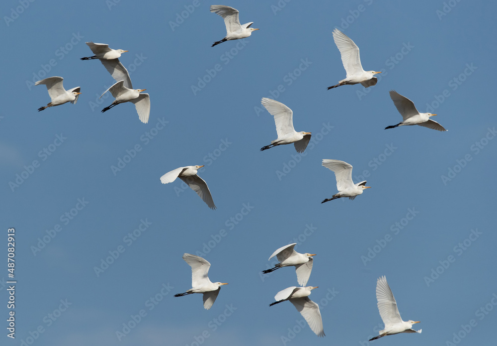 Cattle Egrets in flight at Buri farm, Bahrain