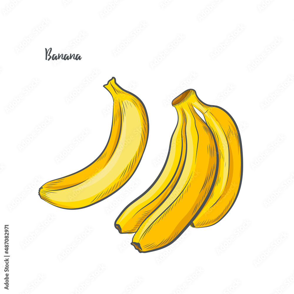 Banana fruit sketch vector illustration.