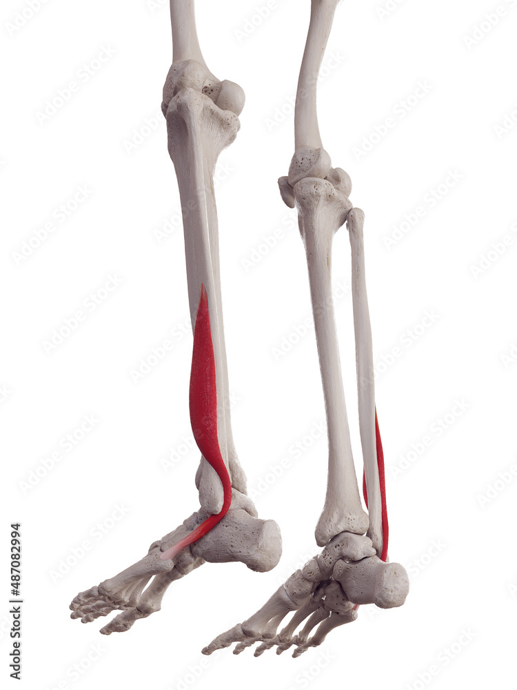 3d rendered medically accurate muscle illustration of the peroneus brevis 3d rendered medically accurate muscle illustration of the peroneus brevis