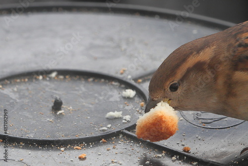 Sparrow kluev white bread on a plastic bucket.