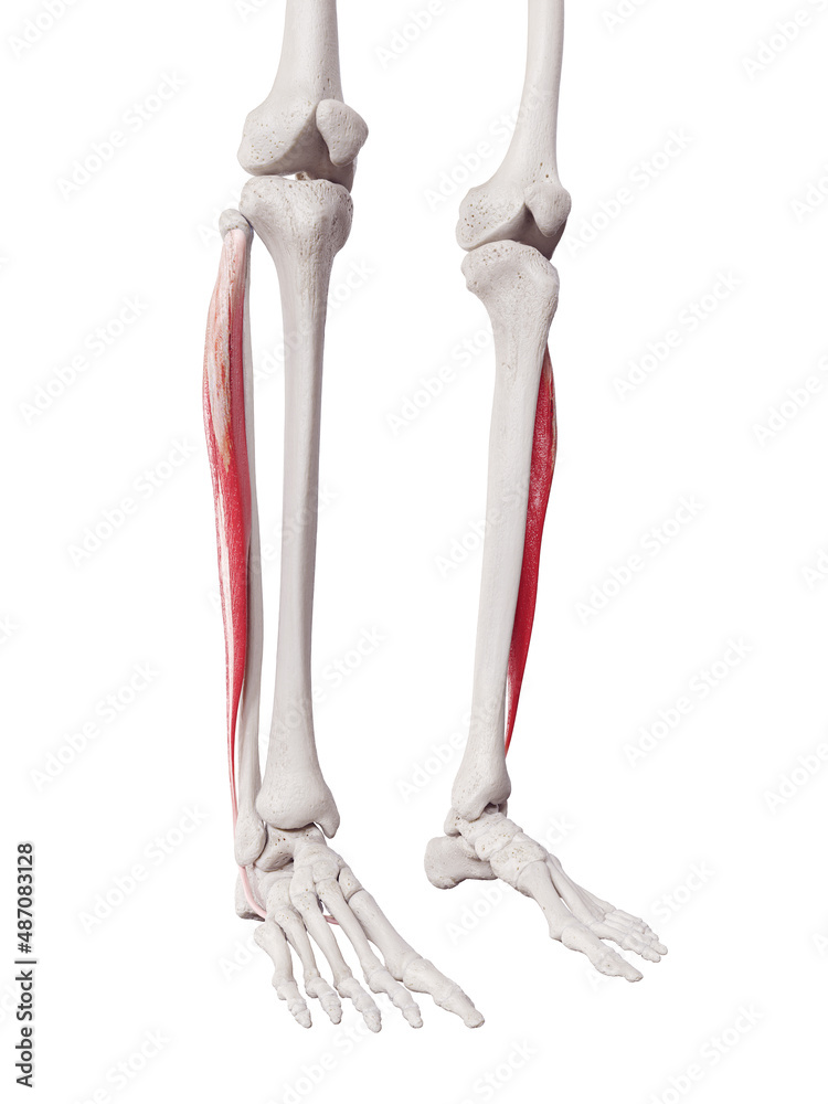 3d rendered medically accurate muscle illustration of the peroneus longus 3d rendered medically accurate muscle illustration of the peroneus longus