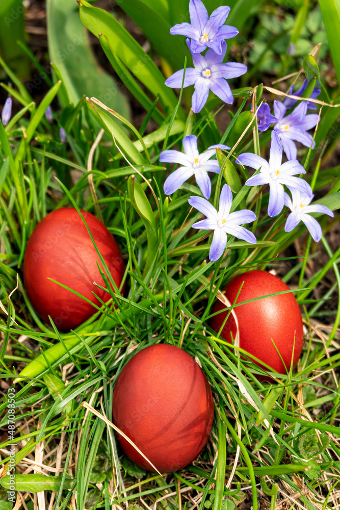 Home-made red Easter eggs in the grass