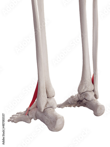 3d rendered medically accurate muscle illustration of the peroneus tertius photo