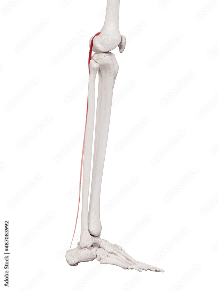 3d rendered medically accurate muscle illustration of the plantaris 3d rendered medically accurate muscle illustration of the plantaris