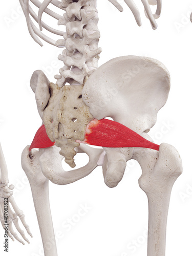 3d rendered medically accurate muscle illustration of the piriformis photo